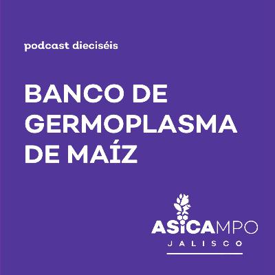 16 | Banco de Germoplasma de Maíz