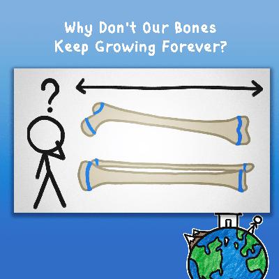 Why Don't Our Bones Keep Growing Forever? Why Don't Our Bones Keep Growing Forever?