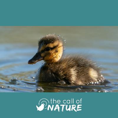 Episode 8 "Early Risers and Flying Tigers"