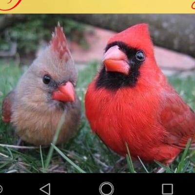 Growing a garden in raised beds