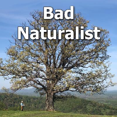 A Bad Naturalist’s Journey to Restore a Mountaintop Meadow