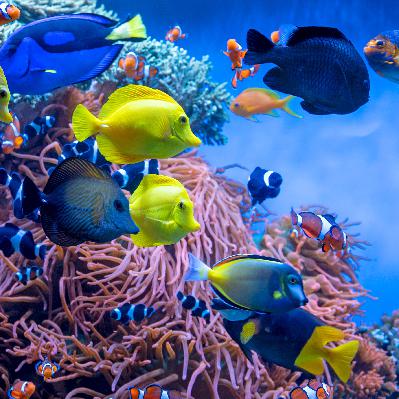 El español urgente con Fundéu - «acuario» - 21/11/25 El español urgente con Fundéu - «acuario» - 21/11/25