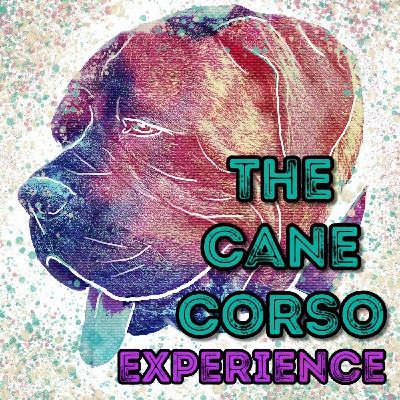 Episode-30 Neutering Your Cane Corso and I Try and Help Chief Episode-30 Neutering Your Cane Corso and I Try and Help Chief