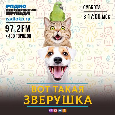 Жителям Перми запретили кормить бездомных животных. Правильно ли это? Жителям Перми запретили кормить бездомных животных. Правильно ли это?
