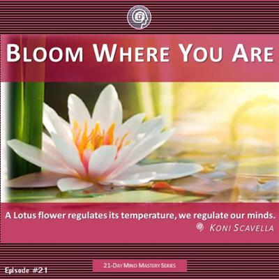 Bloom Where You Are Planted | A Mind Mastery Message Bloom Where You Are Planted | A Mind Mastery Message