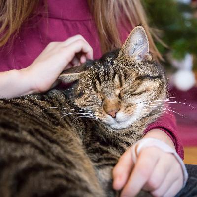 Kakadu - eure Fragen - Wie und warum schnurren Katzen?