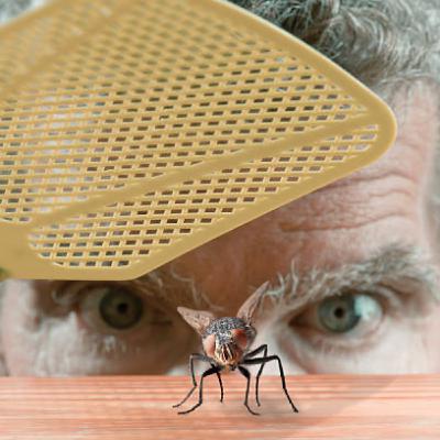 The Gnats Of Life