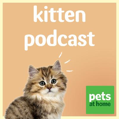 Kitten podcast - trailer