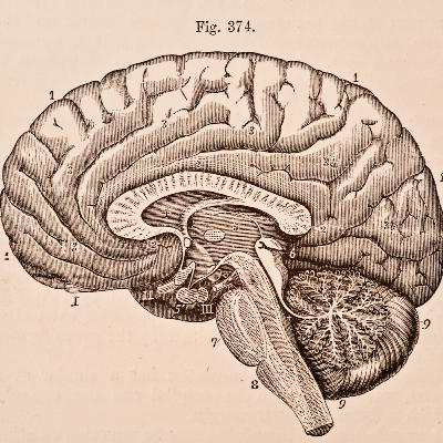 #6.2 Human Physiology - Blood System