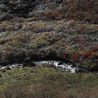 20 鸻旅鹇聊｜山神还在的森林