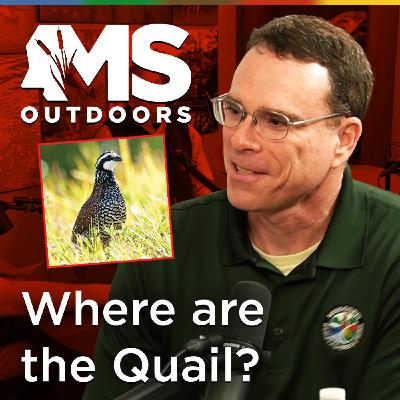 Where Did Mississippi’s Quail Go with Rick Hamrick