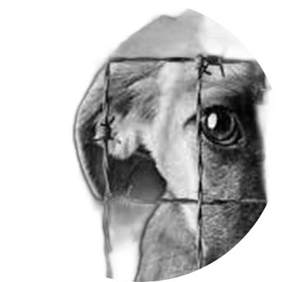 Dicen que el hombre es un animal de costumbre, pero más bien de "De costumbre el hombre es un animal".