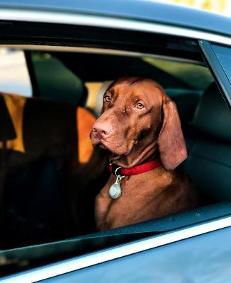 Why Is My Dog So Reactive? Part III: Car Reactivity, Nighttime Barking, and More Listener Questions