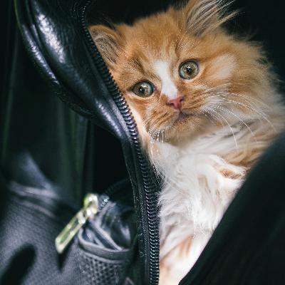 Cuando tu gato también hace la maleta. Parte 2