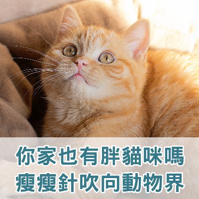 【S2 EP.129】你家也有胖貓咪嗎？瘦瘦針吹向動物界!!