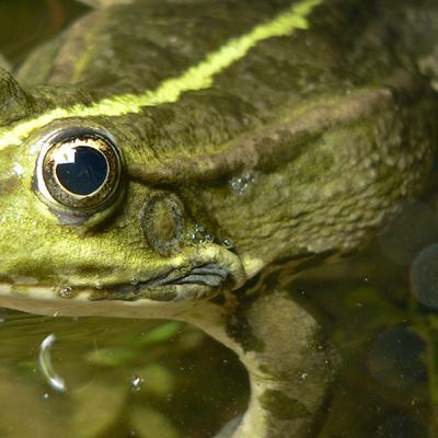 The marsh frog Rhine river, Northern Switzerland. Field recording