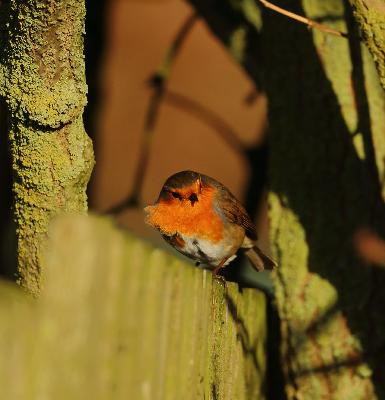 A poem (& a cute photo) about a robin