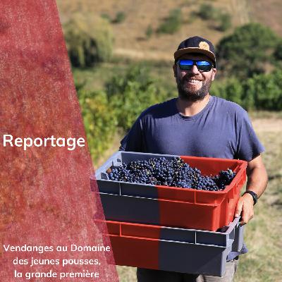Reportage : Vendanges chez les jeunes pousses, la grande première