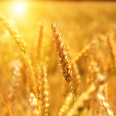 Slight increase in farmer confidence this quarter