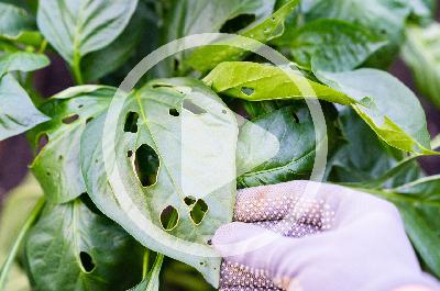 Control Pests Naturally Control Pests Naturally