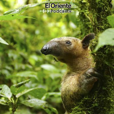 Episodio 12 - Bioetanol