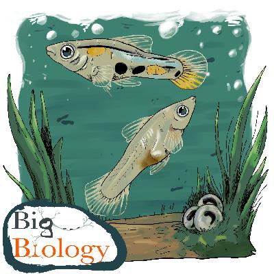 Evolution at the speed of life (Ep 145) Evolution at the speed of life (Ep 145)