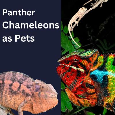 Panther Chameleons as Pets Panther Chameleons as Pets