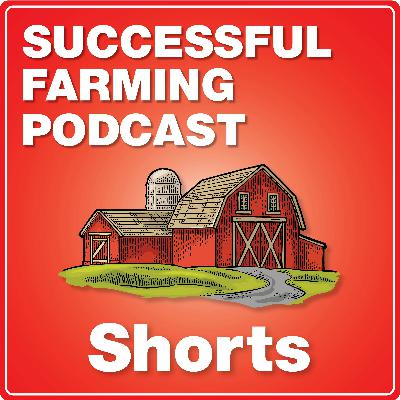 Saturday Short: Why Sunflowers Are Gaining Ground as a Profitable Crop