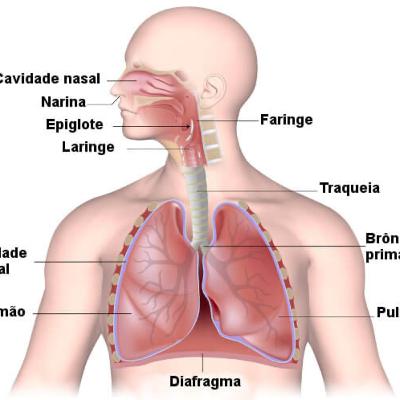 Sistema respiratório