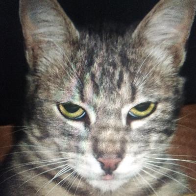 CUENTO PARA NIÑOS "LA DECISIÓN DE MISHKA"