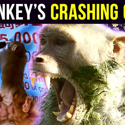Monkey News