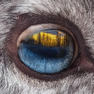 Barren-ground caribou Barren-ground caribou