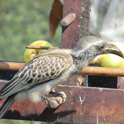 Episode 4: December 2021 - Hornbills and Woodhoopoe birds filling the silence Episode 4: December 2021 - Hornbills and Woodhoopoe birds filling the silence