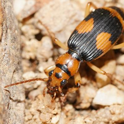 Ep. 35: Alien vs. predator Ep. 35: Alien vs. predator