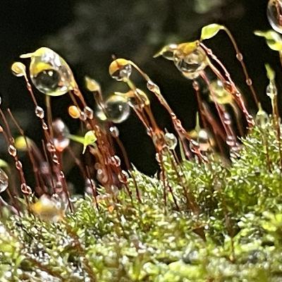 Germinating Seeds in our Soil, Organization, and Community- a Chat with Palo Vivo Germinating Seeds in our Soil, Organization, and Community- a Chat with Palo Vivo