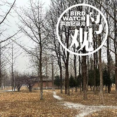 2023年北京初雪飘落，万物滋润