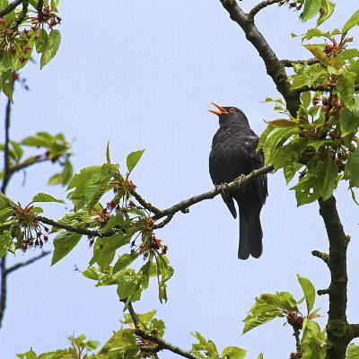 Sound Escape 266. Relax to the dusk melodies of a male blackbird Sound Escape 266. Relax to the dusk melodies of a male blackbird