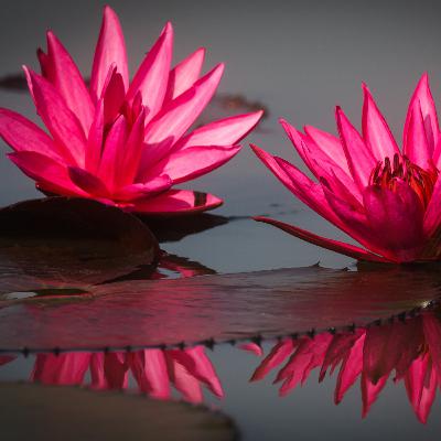 Bulle de calme et de protection / Calmer émotions et pensées