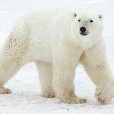 WILD - PODCAST ANIMALIERS # 172 - L'OURS POLAIRE