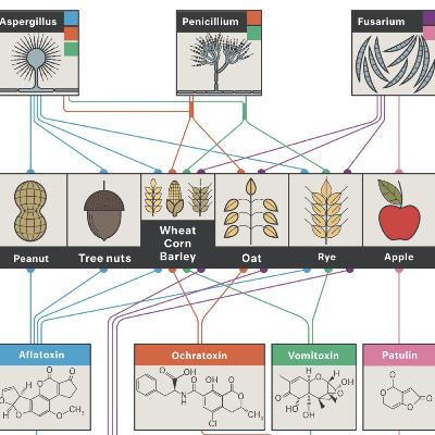 Passport to Kingdom Fungi Audio Book (Unofficial): Chapter 7 Fungal Biochemistry