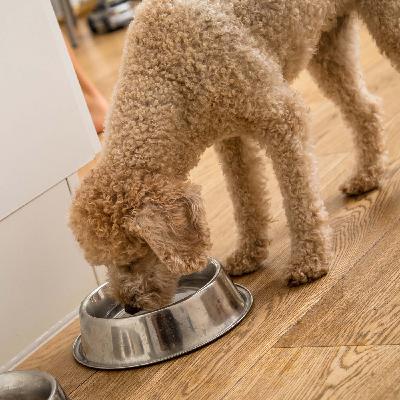 Gechipte Hunde und Katzen: Was bringt es?