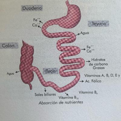 Síndrome del Intestino Corto