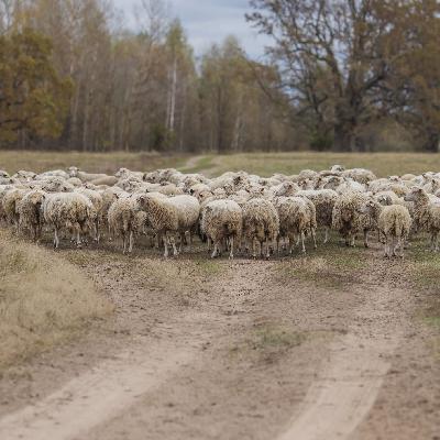 En clave turismo - Caminos de la Merina, turismo sostenible en la España rural