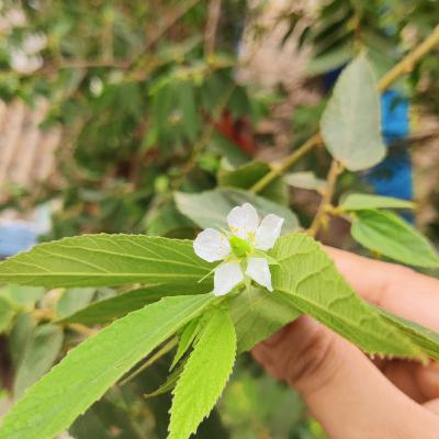 #15 - Strawberry Tree / Muntingia calabura