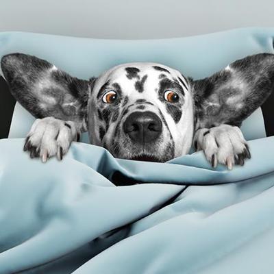 ¿Por qué las mascotas son más sensibles a los ruidos y estímulos?