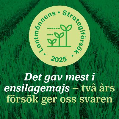 105: Det gav mest i ensilagemajs - två års försök ger oss svaren