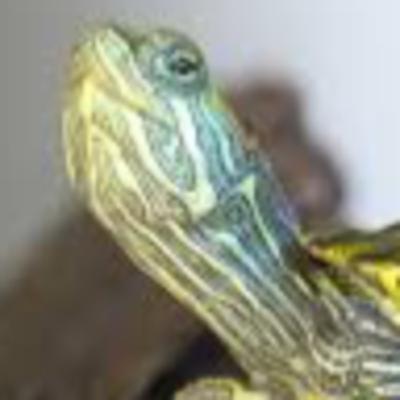 Turtle Talk With Family