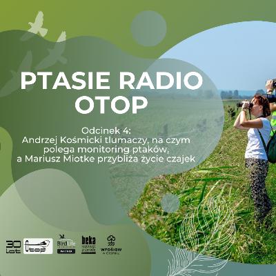 Ptasie Radio OTOP | odc. 4 | Andrzej Kośmicki i Mariusz Miotke o monitoringu ptaków i o czajce