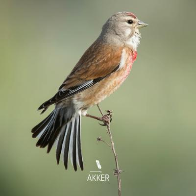 Fwiet! Fwiet! 70 met Jeroen Denaeghel over Fwiet 9: akker