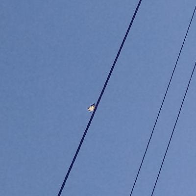 O passarinho que voou perdeu suas asas mas depois crescendo tudo de novo